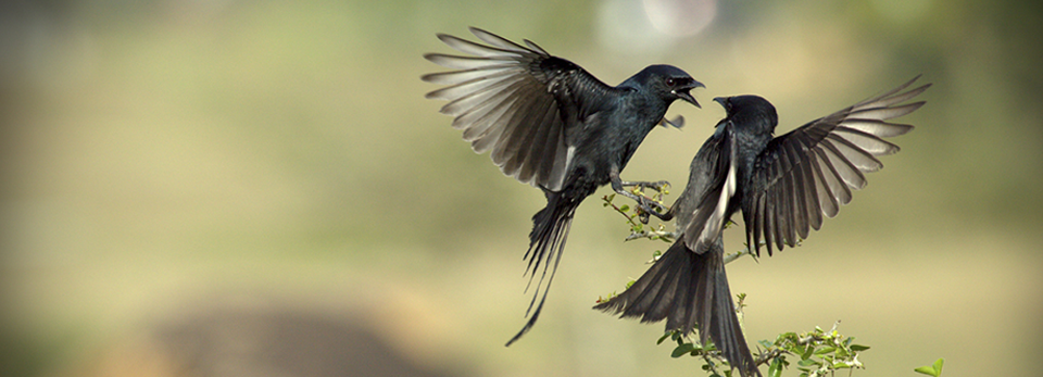 专业高端可靠的安卓ddos攻击工具